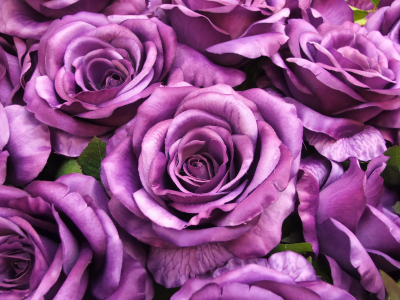 紫玫瑰全高清壁纸和背景图像