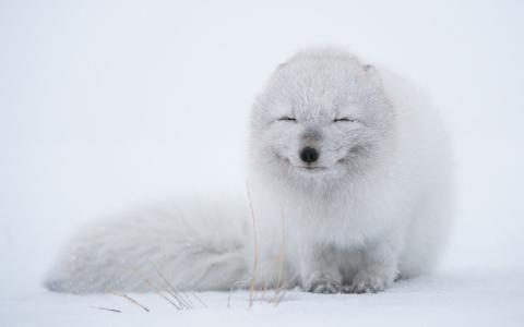 北极狐在暴风雪全高清壁纸和背景