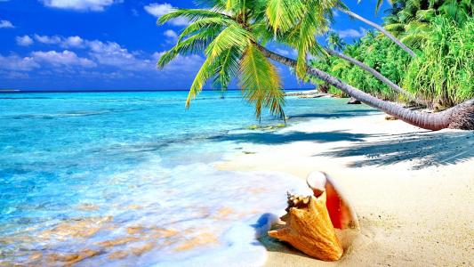 热带海滩上的贝壳全高清壁纸和背景图像