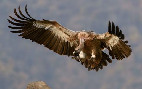 格里芬秃鹫 - 翅膀上飞翔的全高清壁纸和背景