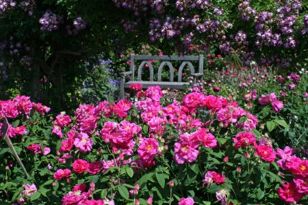 在玫瑰花园全高清壁纸和背景图像的长椅