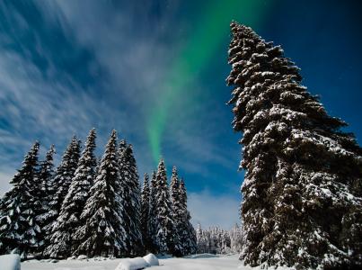 冬季森林全高清壁纸和背景图像极光