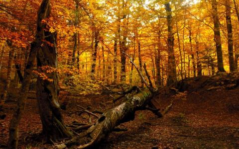 秋天的森林壁纸和背景