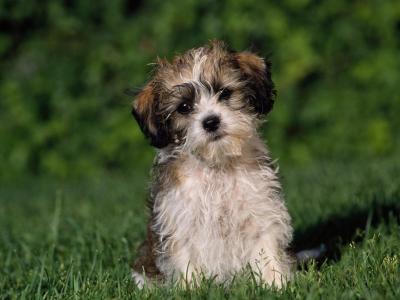可爱的小狗在草地上全高清壁纸和背景