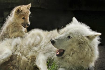 白狼和她的小狗全高清壁纸和背景