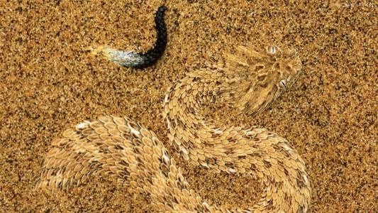一个响尾蛇加法器伪装在沙全高清壁纸和背景
