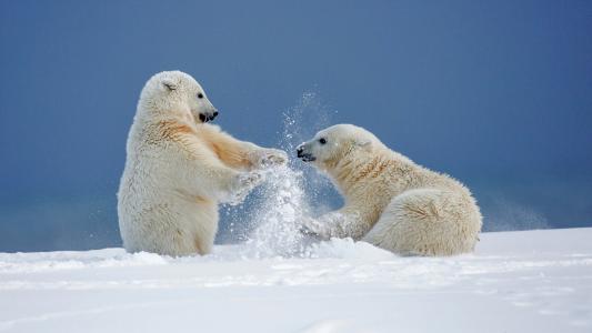 北极熊玩雪全高清壁纸和背景