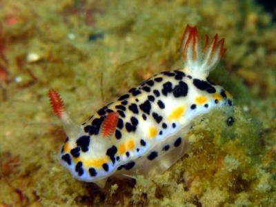 Hypselodoris maritima是五颜六色的海slu或dorid nudibranch墙纸和背景的种类
