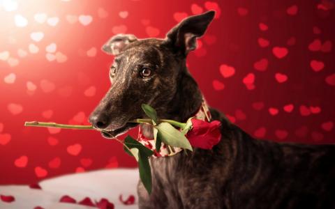 一只狗带来一个单一的玫瑰全高清壁纸和背景