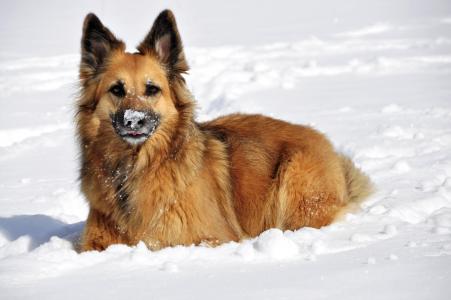德国牧羊犬在雪4k超高清壁纸和背景