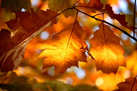 秋日树枝上的枯叶