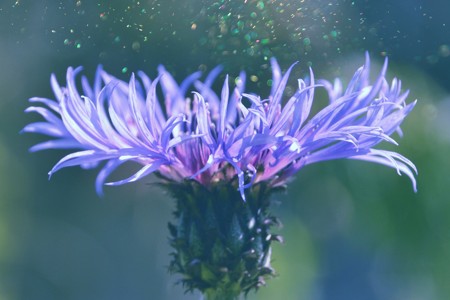盛开的蓝花矢车菊
