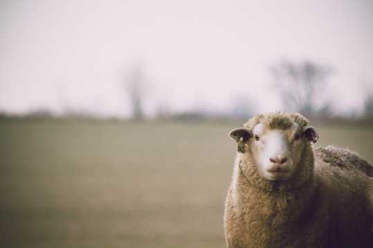 草地上的绵羊高清图片