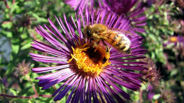 蜜蜂采花蜜照相图片