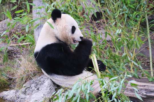可人熊猫吃竹子图片