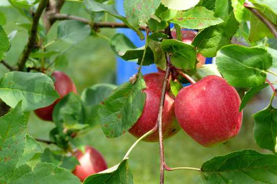 苹果树成熟红苹果图片