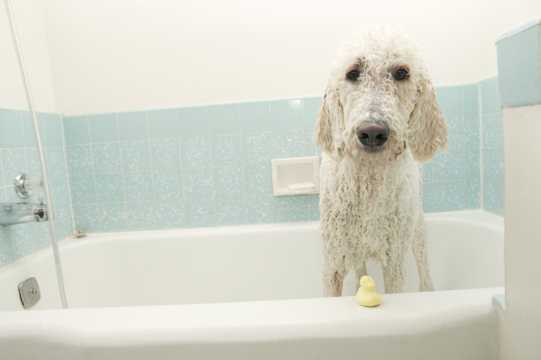 浴池里的白色狗狗