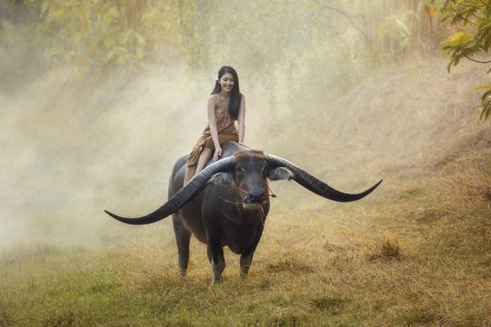 女人骑牛的背影图片图片
