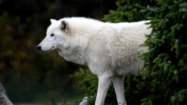 白狼犬帅气图片