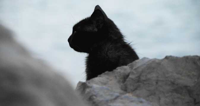 呆萌的黑色孟买猫