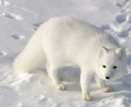 雪地上的北极狐