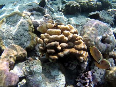海底世界里的细手指珊瑚
