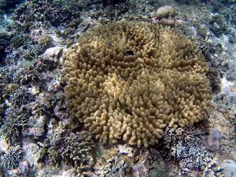 各种各样的珊瑚图片