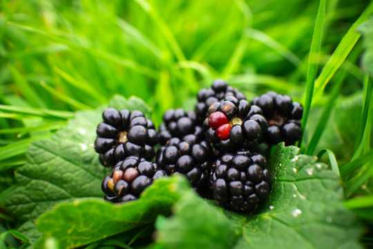 黑莓浆果照相图片
