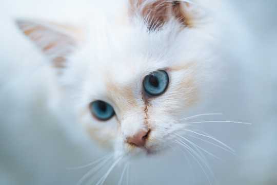 呆萌的蓝眼白猫