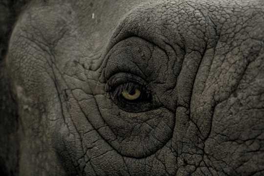 非洲象眼部特写图片