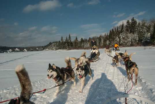 冬日雪地雪橇狗图片