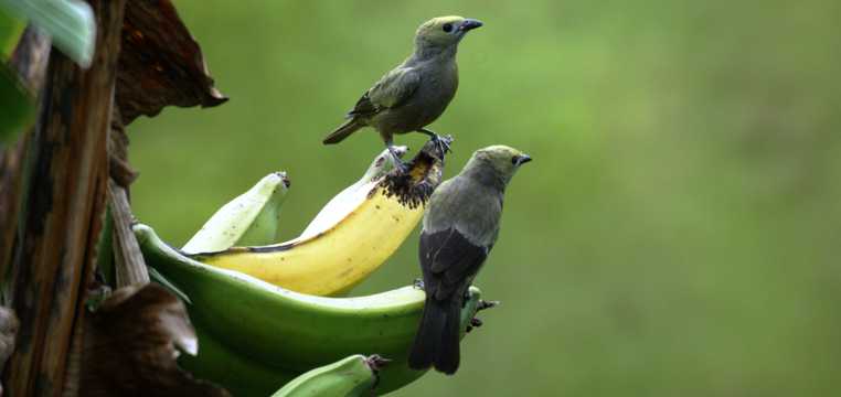 香蕉上的伴侣小鸟图片
