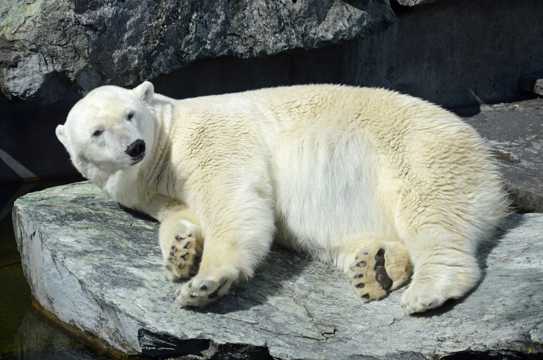 笨拙可人的北极熊图片