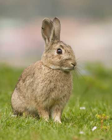 站立在草坪上的灰兔图片