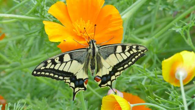 花草上的燕尾蝶图片