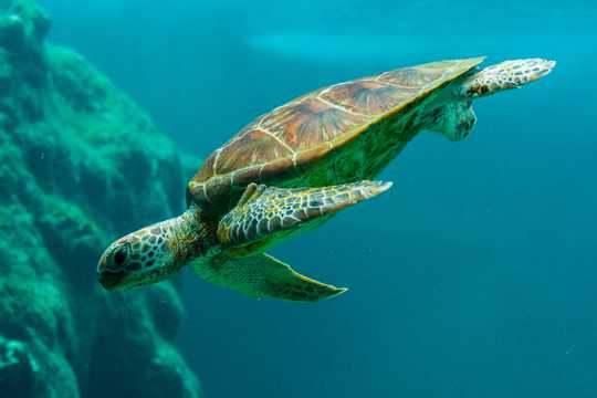 海中畅游的海龟高清图片