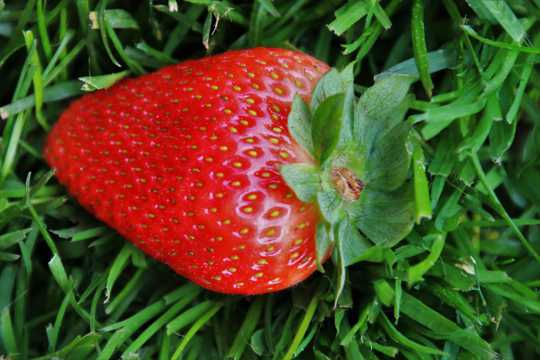 一颗嫣红草莓特写图片