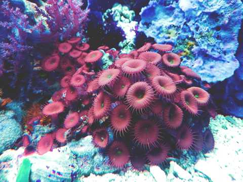 海底世界里的红色珊瑚