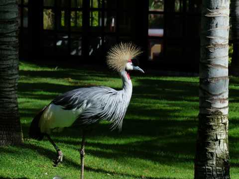 草地上的灰冠鹤