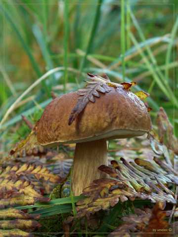 野生真菌蘑菇图片