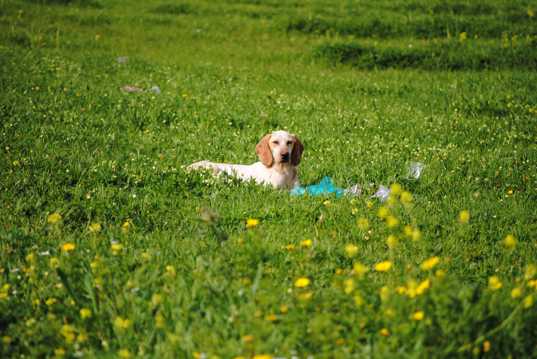 草地上的拉布拉多犬