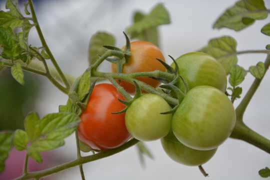 新鲜西红柿番茄图片