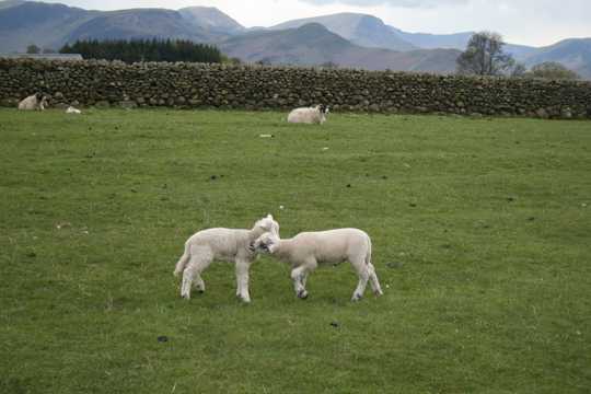 草坪牧区小羊羔图片