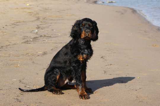 沙滩黑色萌宠狗图片