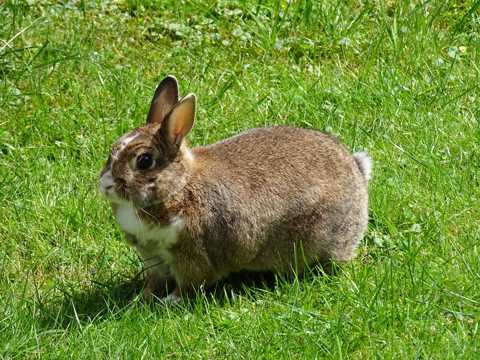 草地上的穴兔