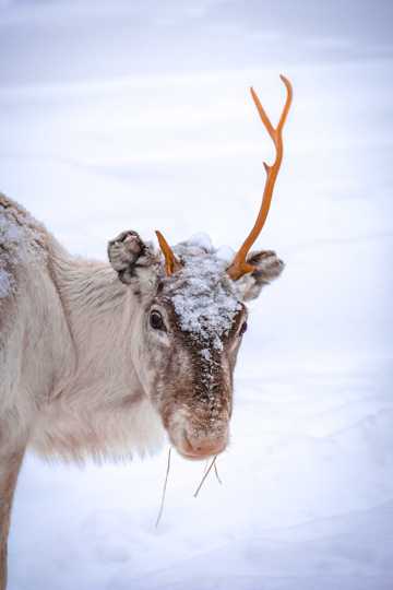 雪中驯鹿拍摄图