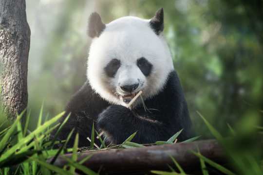 可人国宝大熊猫图片