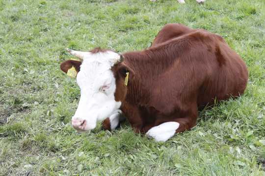 草地棕色奶牛图片