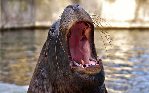 张嘴的海狮