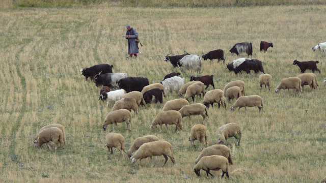 草场牧羊群图片